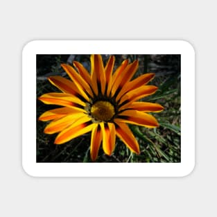 Gazania 11 Magnet