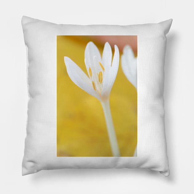 Colchicum autumnale  &amp;#39;Album&amp;#39;  Autumn crocus  Naked ladies Pillow by chrisburrows