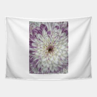 closeup macro photography of white and purple coloured dahlia bloom Tapestry