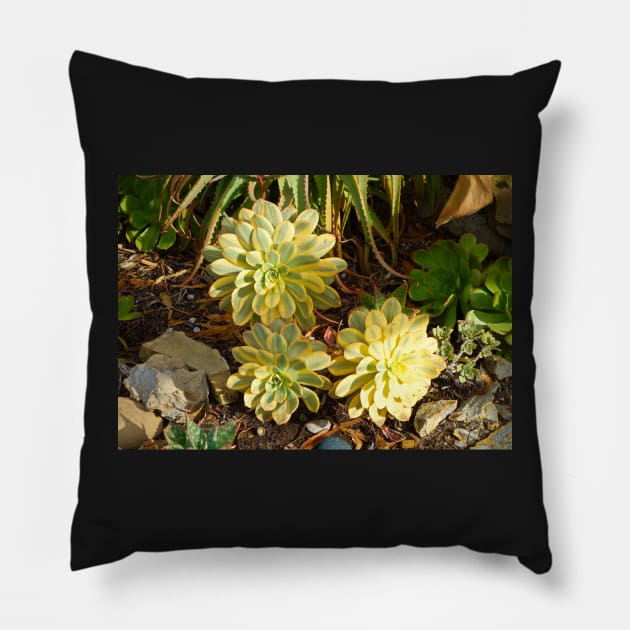 Succulent Blooms Pillow by bobmeyers