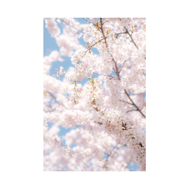 Japanese Cherry Blossom Photo, Atmospheric Sakura Blossom Close-up by Melissa Peltenburg Travel Photography