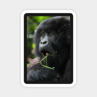 Surprised at Lunch!! Juvenile Mountain Gorilla. Magnet