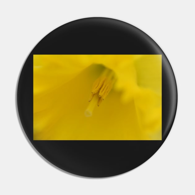 The softness of a daffodil Pin by ToniaDelozier