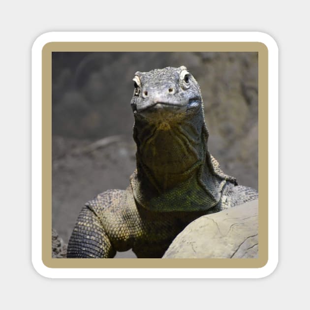 Komodo Dragon Magnet by Sharonzoolady