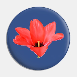 Tulipa  'Marquis de la Coquette'    Greigii Group Tulip Pin