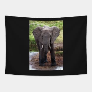 Young African Elephant, Serengeti National Park, Tanzania. Tapestry