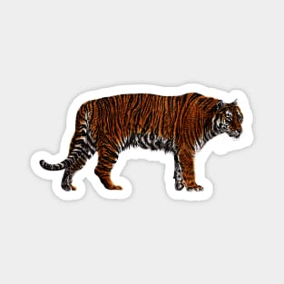 Amur tiger colour drawing Magnet