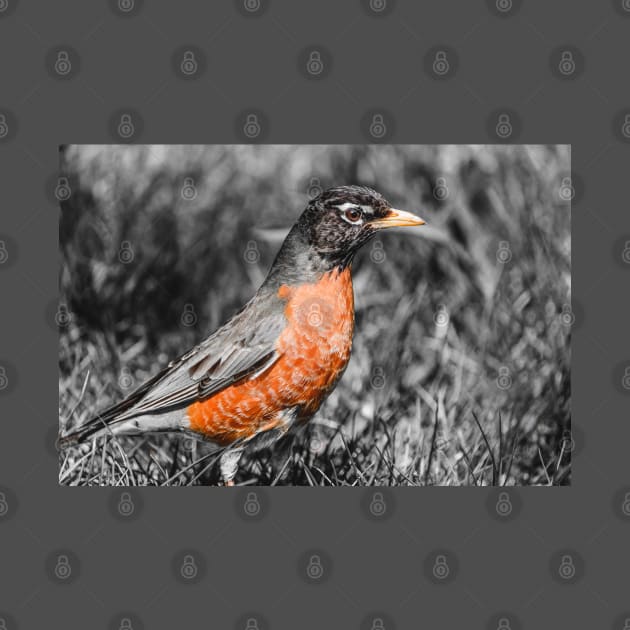American Robin Isolated Color Photograph by love-fi
