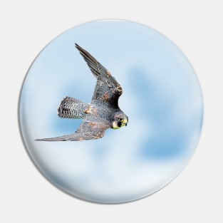 Peregrine falco peregrinus Pin