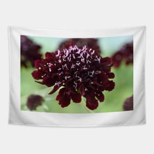 Scabiosa atropurpurea  Blackberry Scoop  Scoop Series Tapestry