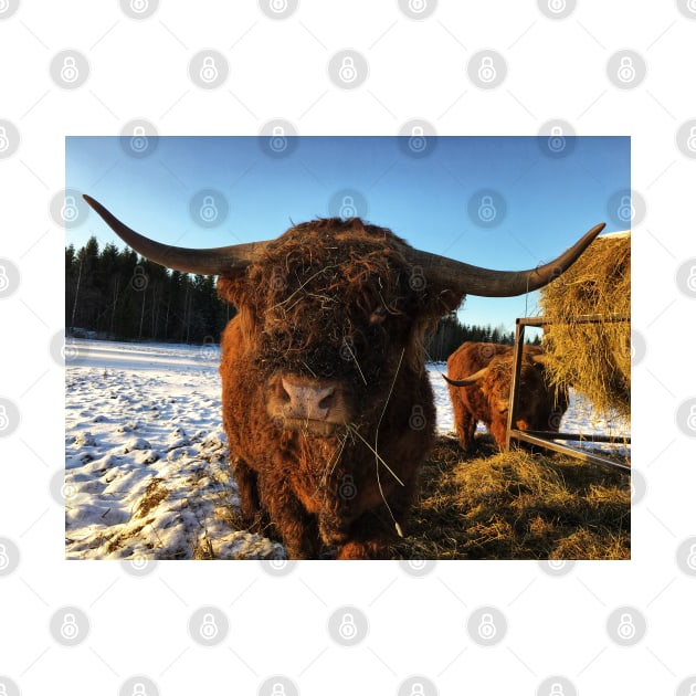 Scottish Highland Cattle Bull 2261 by SaarelaHighland