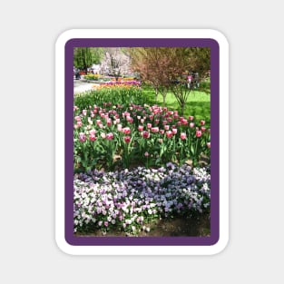 Tulip Time in Canberra Australia 8 Magnet