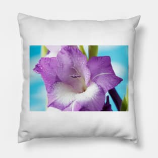 Gladiolus  'Nori' Pillow