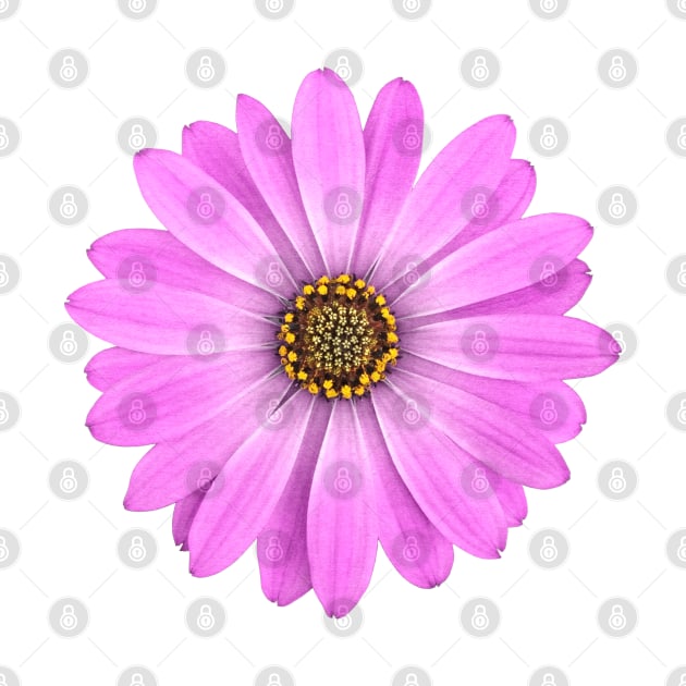 Purple African Daisy Flower by FAROSSTUDIO