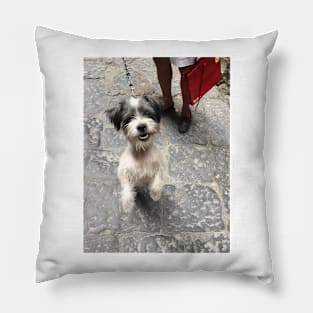 Dog in Naples Pillow