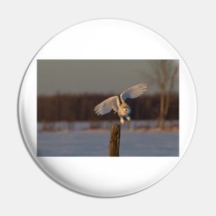 Snowy Owl taking off Pin