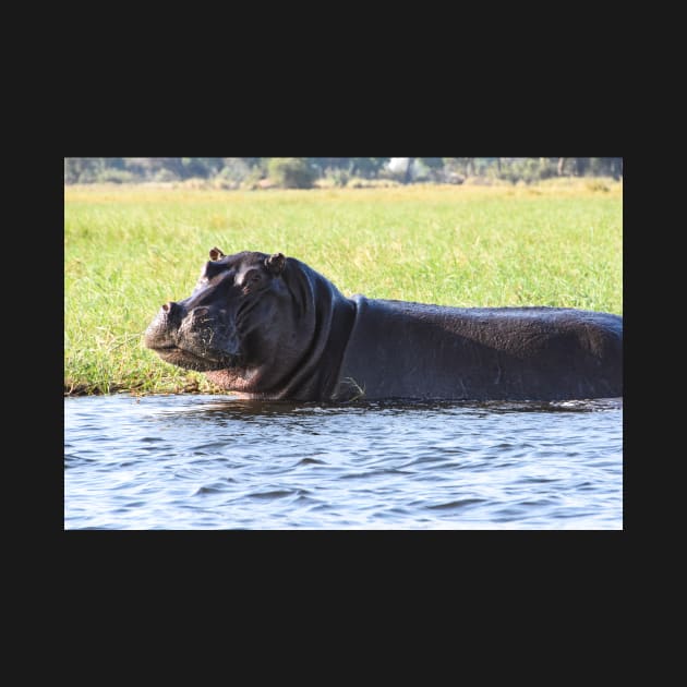 A mischievous smile from a hippopotamus by Steves-Pics