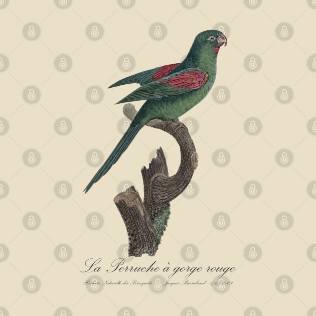 La Perruche a Gorge Rouge Parakeet - Jacques Barraband 19th century Illustration by SPJE Illustration Photography