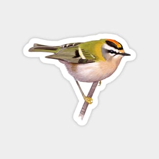 Firecrest Magnet