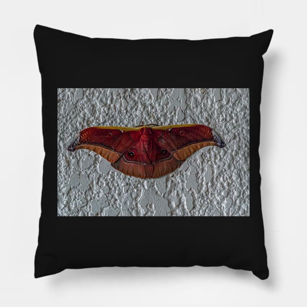 moth Pillow by likbatonboot