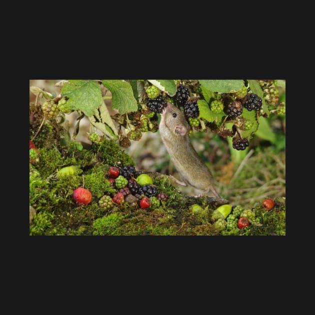 Little mouse nibbling the brambles by Simon-dell