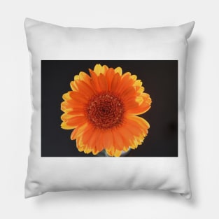 Orange gerbera in sunlight Pillow