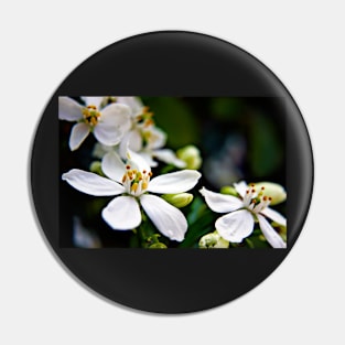 White Choisya flowers Pin