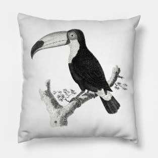 Vintage Toco Sketch Pillow