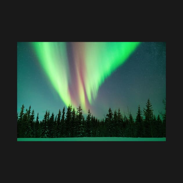 Electric Skies - Aurora Borealis Over a Black Spruce Forest in Alaska by vincentledvina