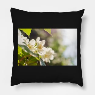 Sweet mock-orange (Philadelphus coronarius) flowers Pillow