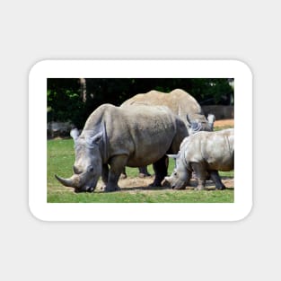 Southern White Rhino Rhinoceros Magnet