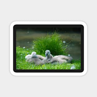 Cygnets Magnet