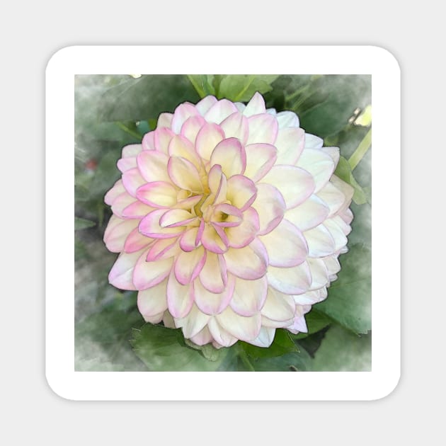 Dahlia Bloom Of Pink, Yellow And White Magnet by KirtTisdale