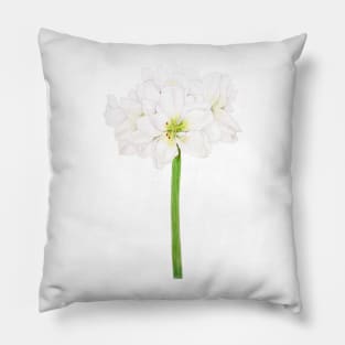 white Amaryllis flowers watercolor Pillow