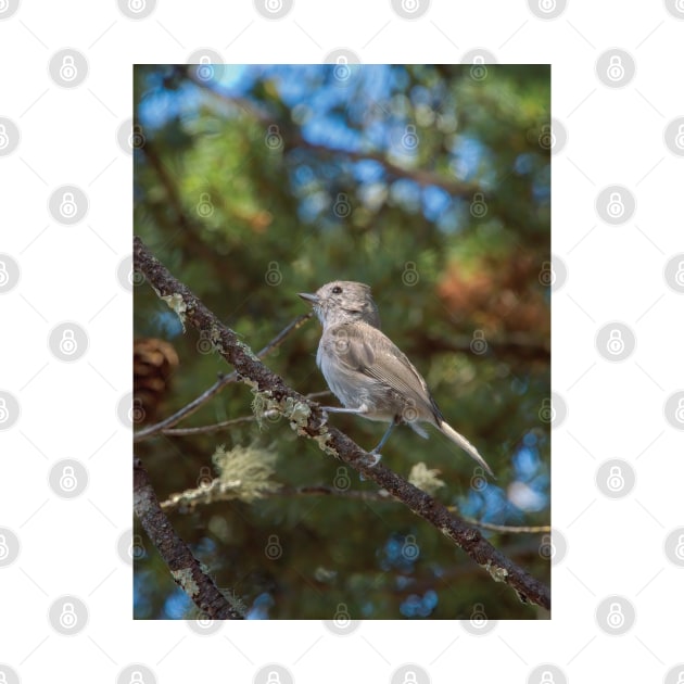 Oak Titmouse Perching by DPattonPD