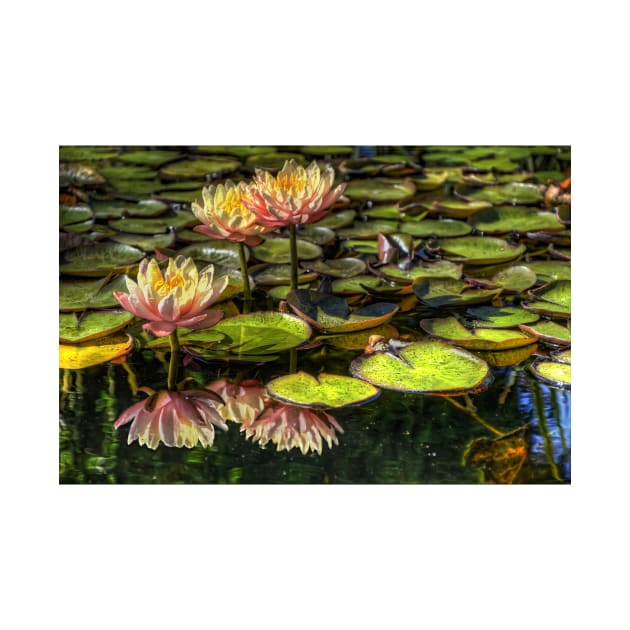 Flowers in a Pond by jswolfphoto