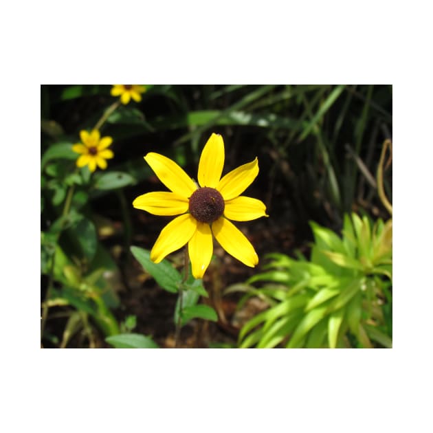 Brown Eyed Susan Flowers by Cynthia48