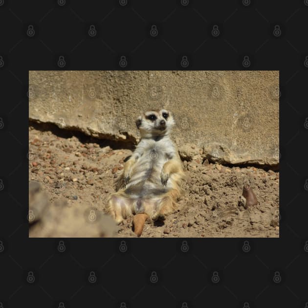 Chilling Meerkat by MarieDarcy