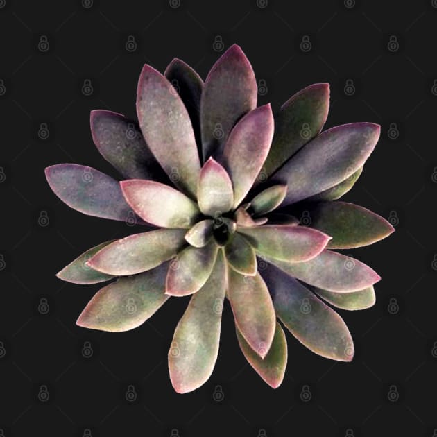 Suculenta Echeveria Carnicolor by NerdsbyLeo