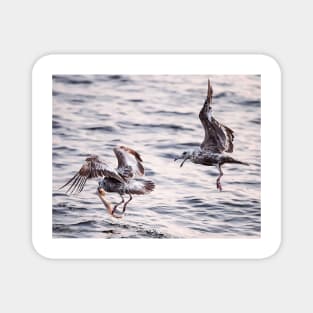 Fighting Gulls Magnet