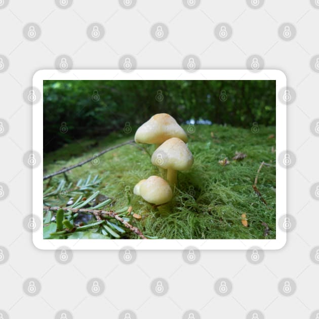 Mushroom Closeup Nature Photography Pacific Northwest Magnet by starcraft542