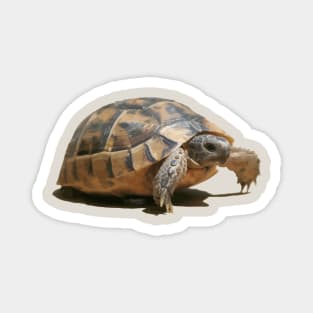 Portrait of a Young Wild Tortoise Isolated Magnet