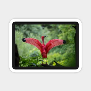 Scarlet Ibis Magnet