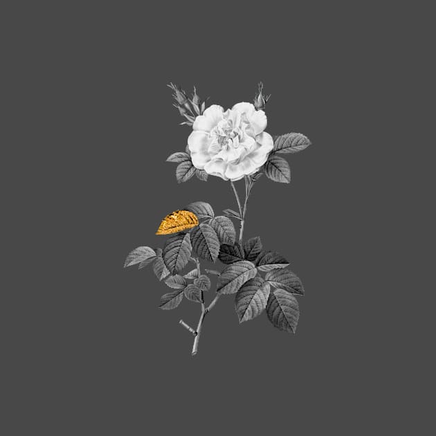 Black and Gold Leaf - Blooming White Rose - Vintage Botanical by Holy Rock Design