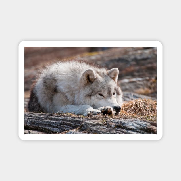 Arctic Wolf Magnet by jaydee1400