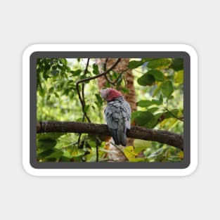 Galah Cockatoo Magnet