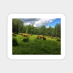 Scottish Highland Cattle Cows 2030 Magnet