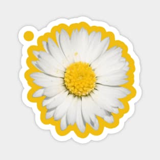 Beautiful Yellow And White Daisy Flower Cut Out Magnet