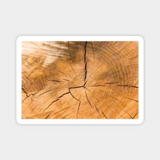 Wooden Tree Circle Texture - Alternative Magnet