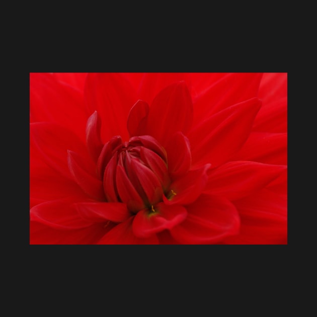 BRIGHT RED DAHLIA FLOWER Closeup by mister-john